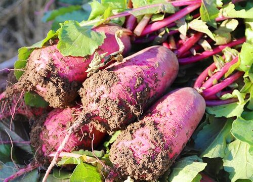 萝卜几月种植最好