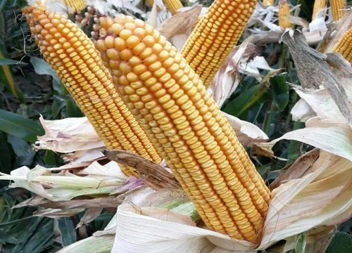 东单913与1331哪个高产