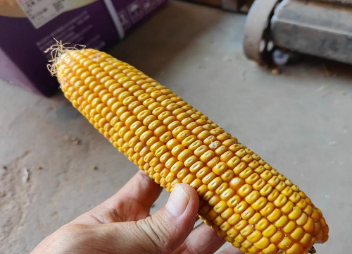 东单913与1331哪个高产