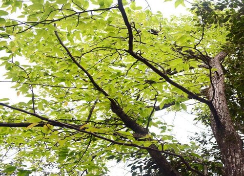 朴树是落叶还是常绿树