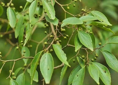 朴树是落叶还是常绿树