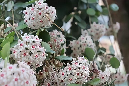 球兰怎么爬藤好看又好养