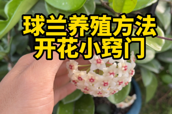 球兰怎么爬藤好看又好养