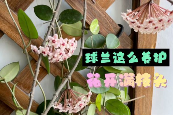 球兰怎么爬藤好看又好养