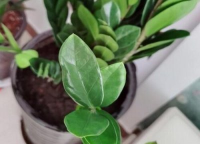 金钱树枝条褶皱萎缩为什么 金钱树枝干变皱是怎么回事