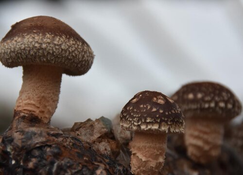 新鲜香菇放冰箱可以放多久时间