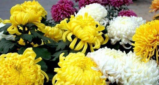 菊花的意义是什么意思