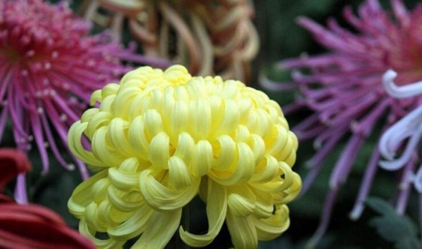 菊花的意义是什么意思
