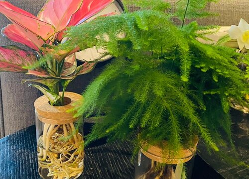 文竹可以水培种植吗