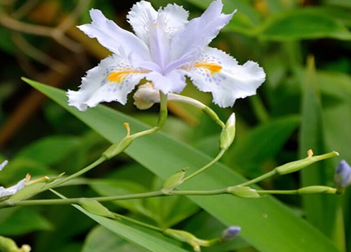 代表思念的花是什么花