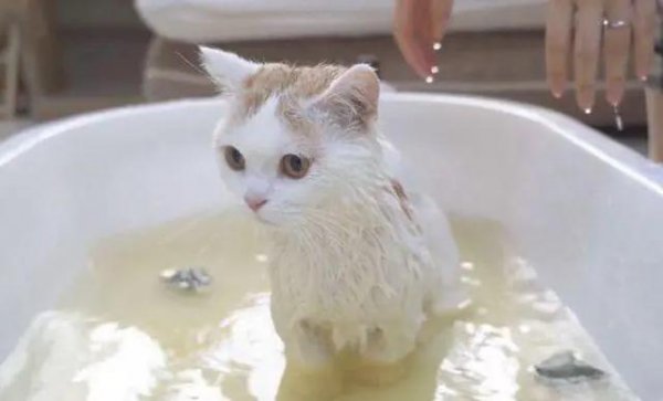人用的沐浴露可以给猫用吗