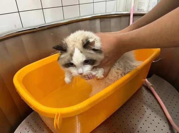 人用的沐浴露可以给猫用吗