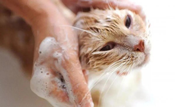 人用的沐浴露可以给猫用吗