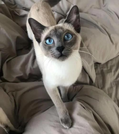 猫的品种及价格排行便宜点