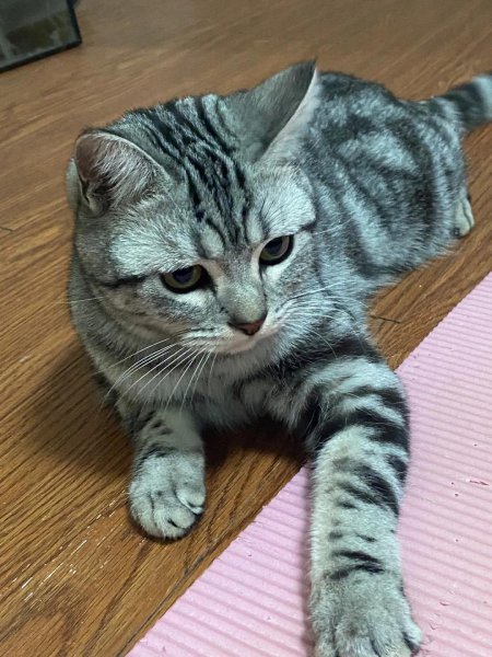 猫的品种及价格排行便宜点