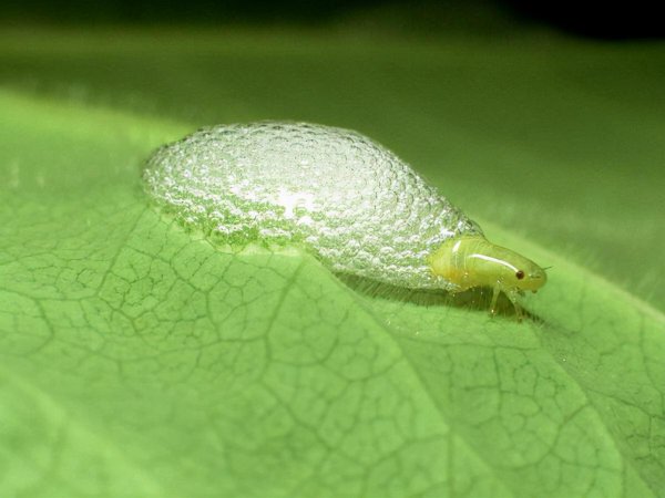 世界上最长的昆虫是什么体长多少
