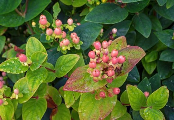 农村土地种植什么药材最挣钱
