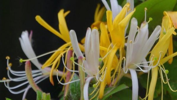 农村土地种植什么药材最挣钱