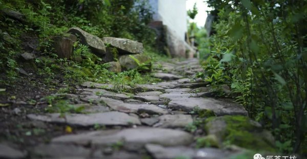 中国六大茶山是哪几个