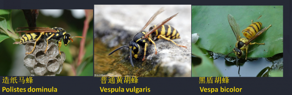 马蜂和黄蜂的区别图解
