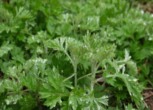 艾蒿和艾草是一种吗