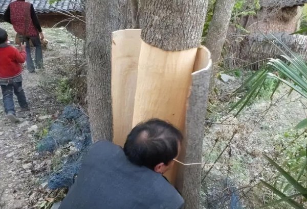 杜仲树长的什么样子图片