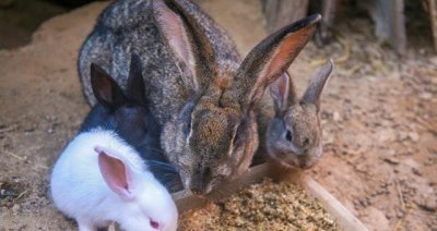 兔子养多久可以吃青草 不同时期的兔子要怎么饲养