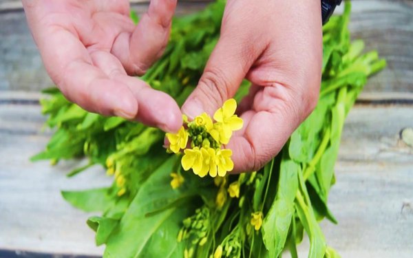 菜心的花能吃吗