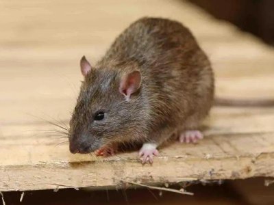 粘鼠板怎么摆放才能粘到老鼠 粘鼠板粘老鼠的技巧