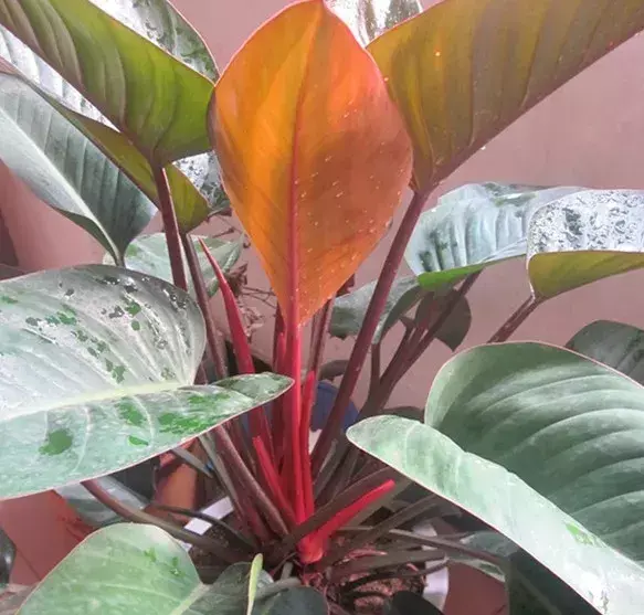 甲醛最怕三个克星