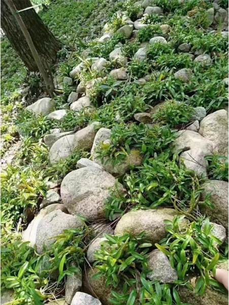 霍山石斛哪里是正宗最好