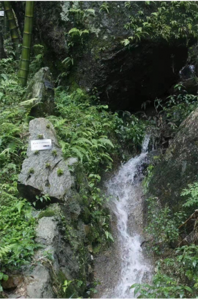 霍山石斛哪里是正宗最好