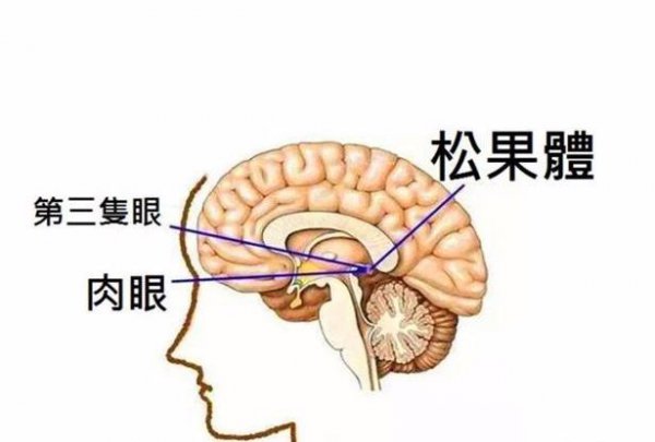 松果体开了是什么感觉