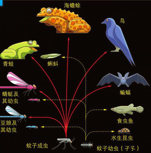 蚊子对人类的好处