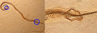 成语画蛇添足比喻什么 画蛇添足中蛇真的没有脚吗