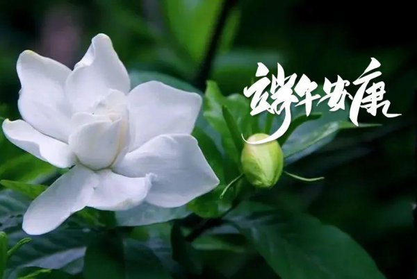 描写端午节的古诗