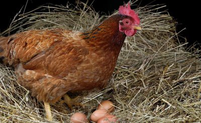 鸡为什么吃自己下的蛋 母鸡总吃自己刚下的蛋怎么办