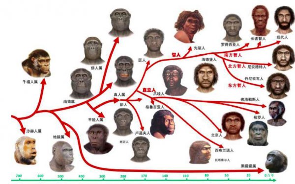 人类的演化过程是怎样的