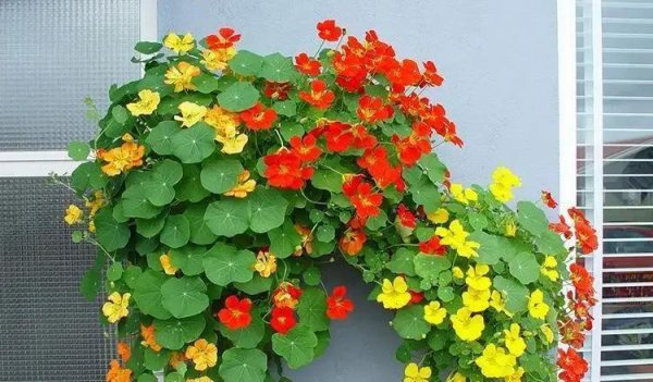 12种不同颜色的花图片及名称