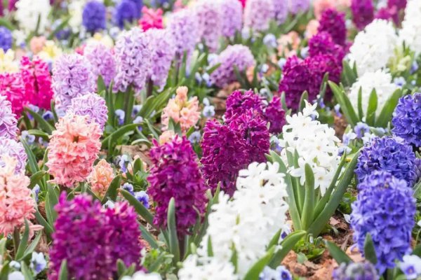 12种不同颜色的花图片及名称