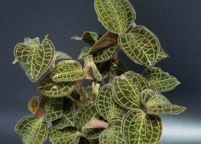 金线莲的生长环境条件和温度 一般生长在什么地方多