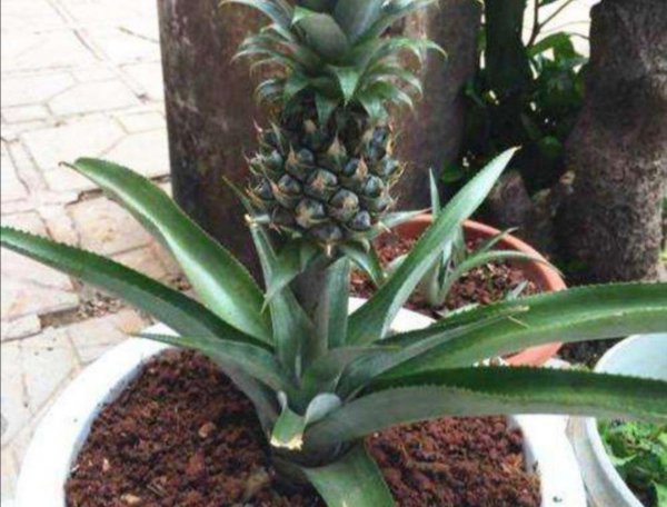 种菠萝头的方法和步骤