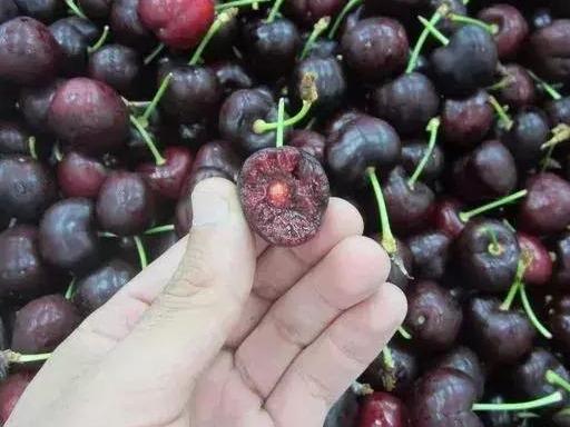 进口车厘子品种有哪几种