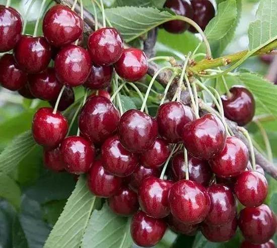 进口车厘子品种有哪几种