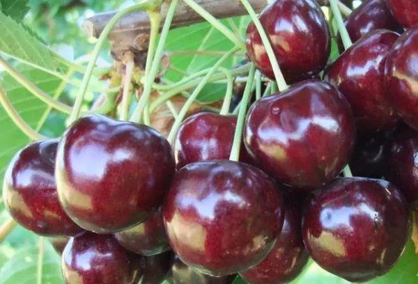 进口车厘子品种有哪几种