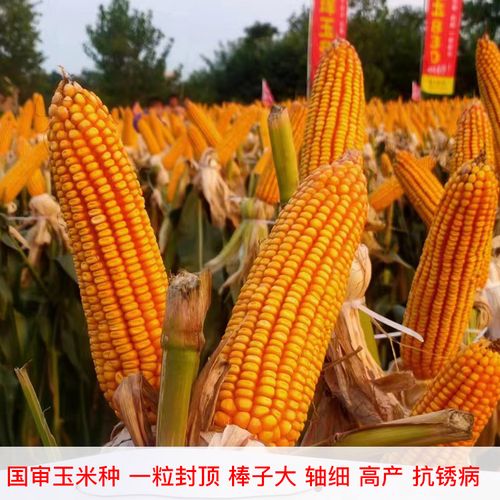 兰德玉13玉米品种简介图片