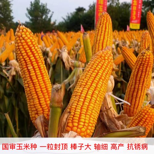 珲玉830玉米种子简介