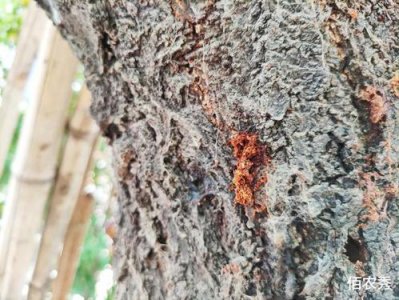 钻心虫已经钻到树里了怎么治 如何治疗树内的钻心虫？