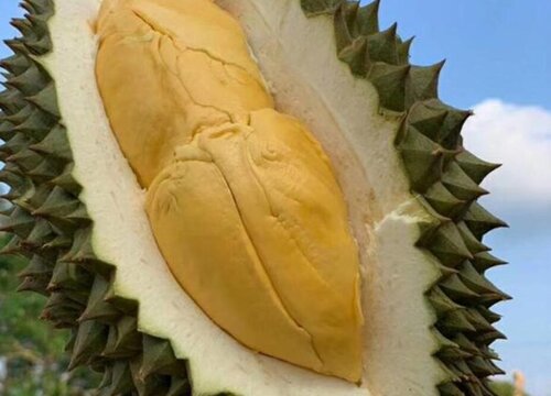榴莲怎么看熟不熟
