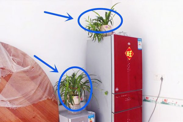 冰箱顶部可以放东西吗